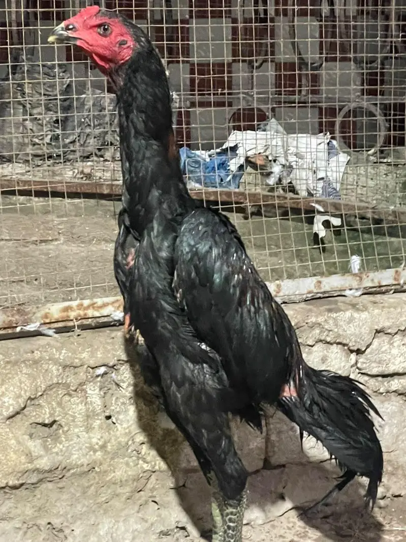 pokaya male for sale — photo 6