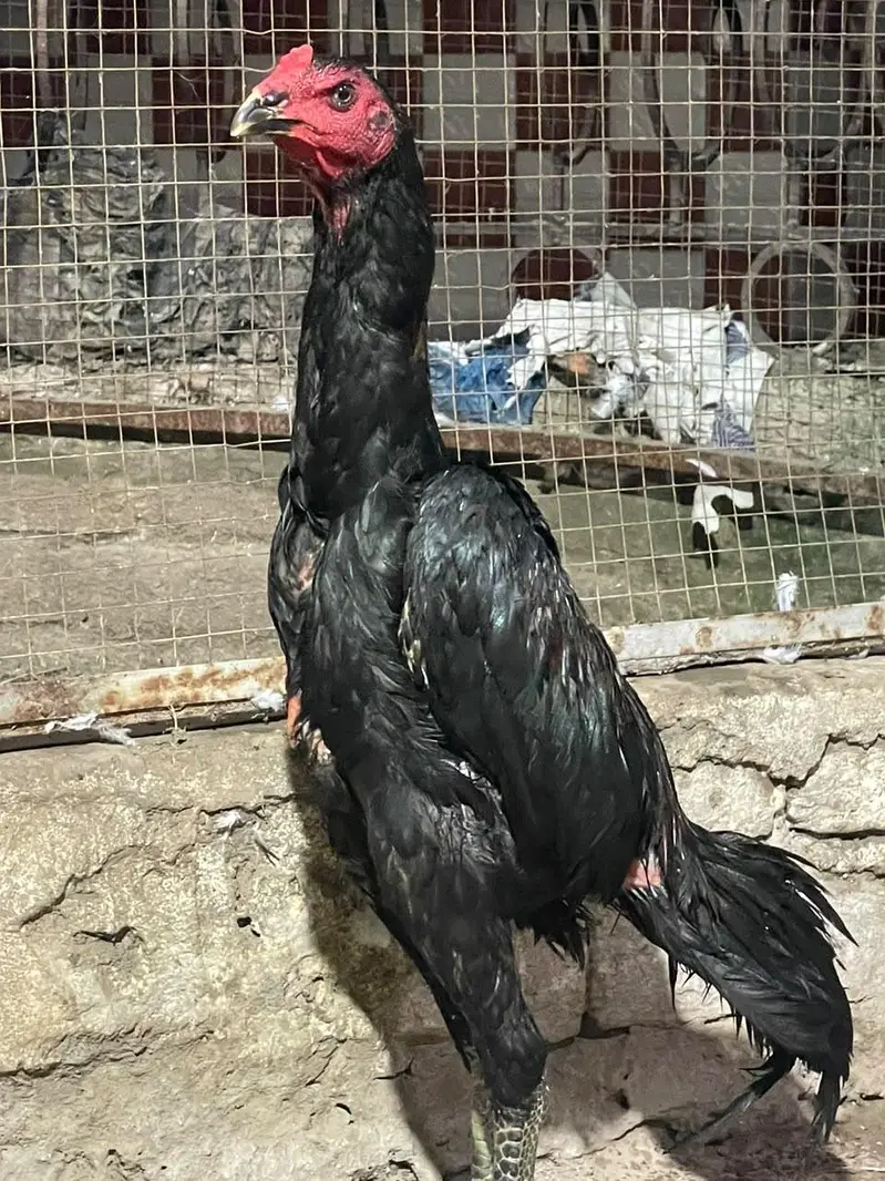 pokaya male for sale — photo 7