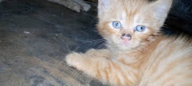 Persian Kittens