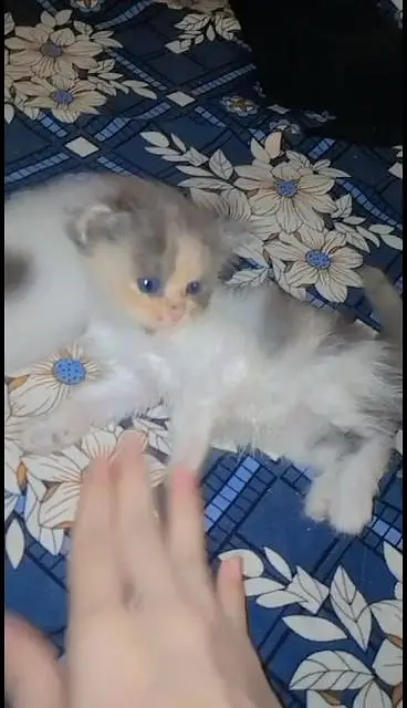 Persian Kittens — photo 2