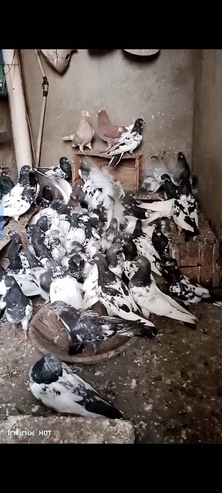 کبوتر فور سیل ٹیڑھی رام پوری گرے باز جوڑے لگے ہوئے اور پٹے موجود ہے 1