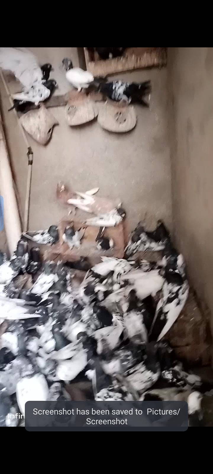 کبوتر فور سیل ٹیڑھی رام پوری گرے باز جوڑے لگے ہوئے اور پٹے موجود ہے 3