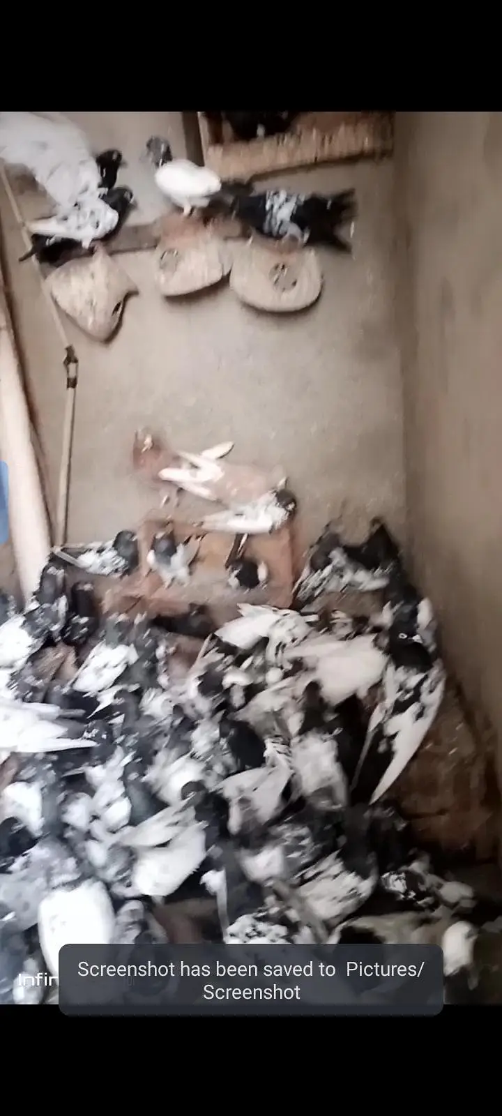 کبوتر فور سیل ٹیڑھی رام پوری گرے باز جوڑے لگے ہوئے اور پٹے موجود ہے — photo 4