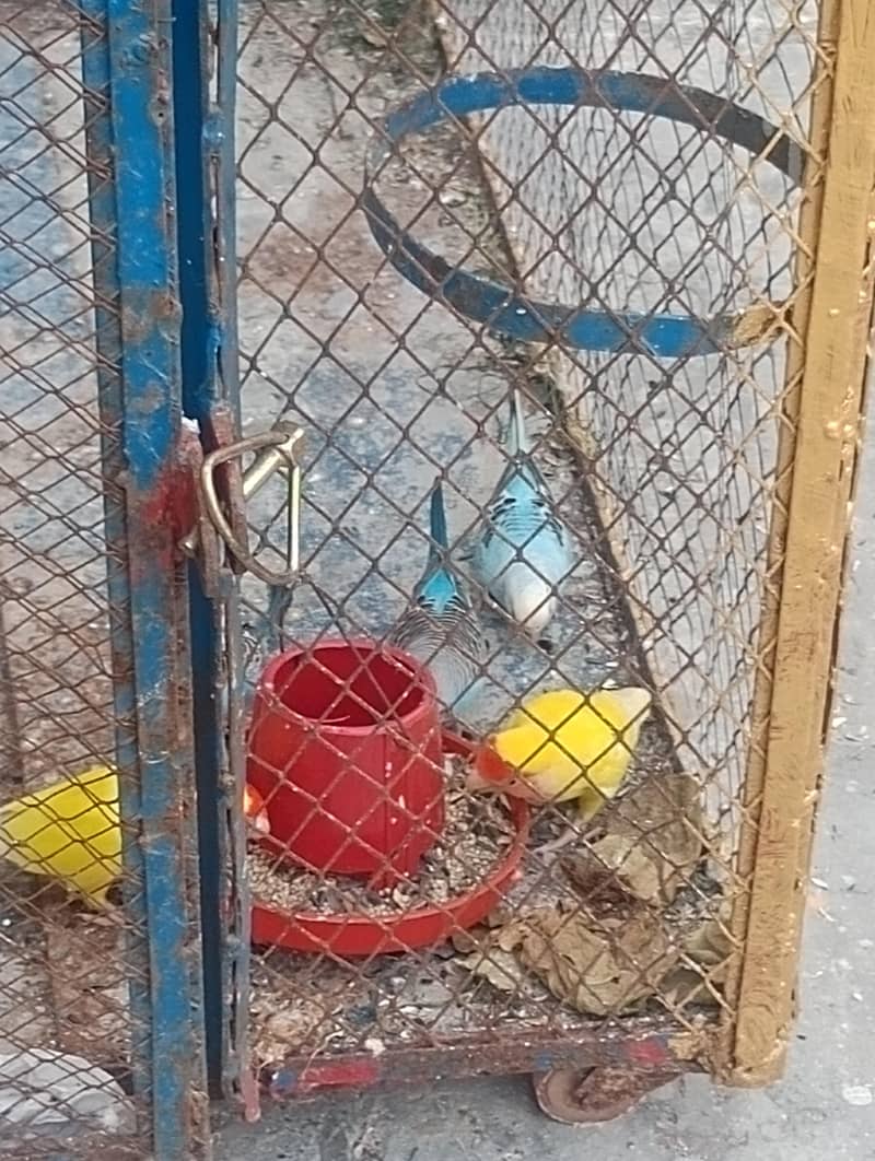 parrot 0