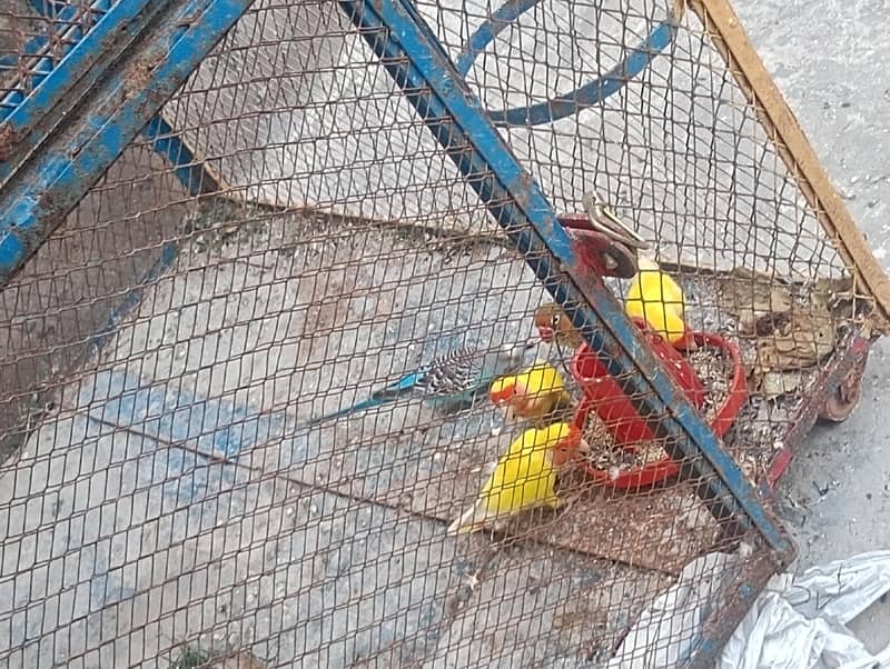 parrot 1