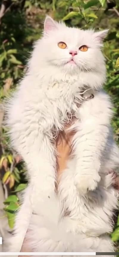 Tripple coat female cat with a very loving and playful personality