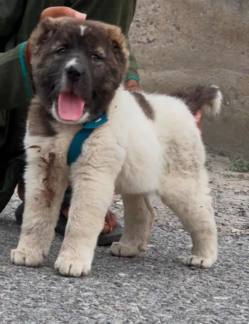 afghan koche dog Mela female security dog — photo 3