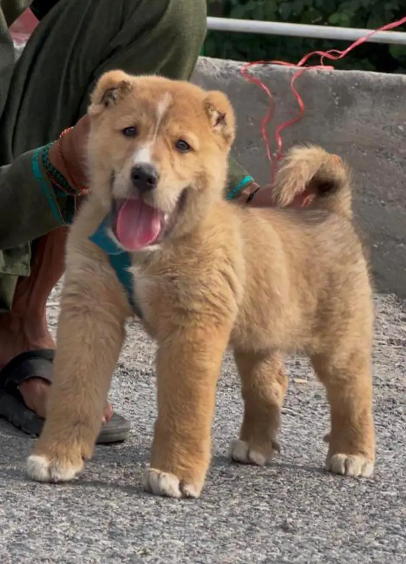afghan koche dog Mela female security dog — photo 4