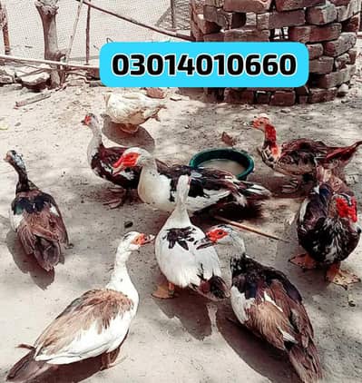 muscovy black ducks pair Urgent sale