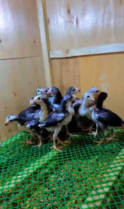 thai Aseel chicks