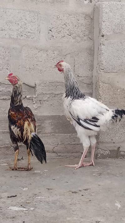 muska hen joint size