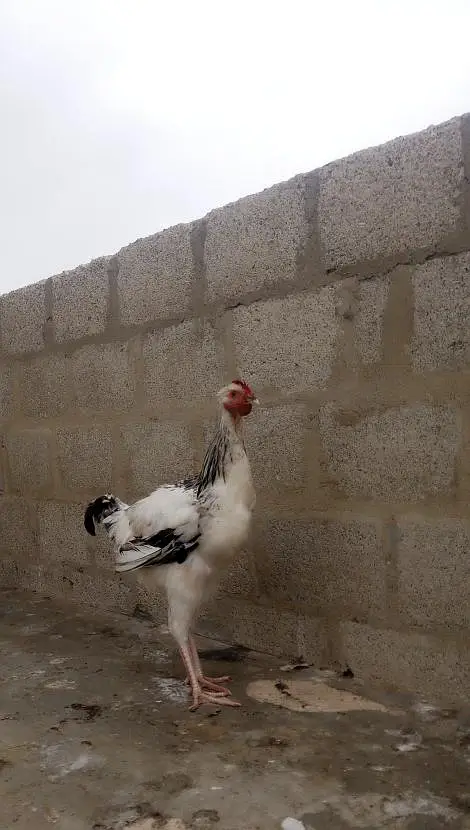 muska hen joint size — photo 2