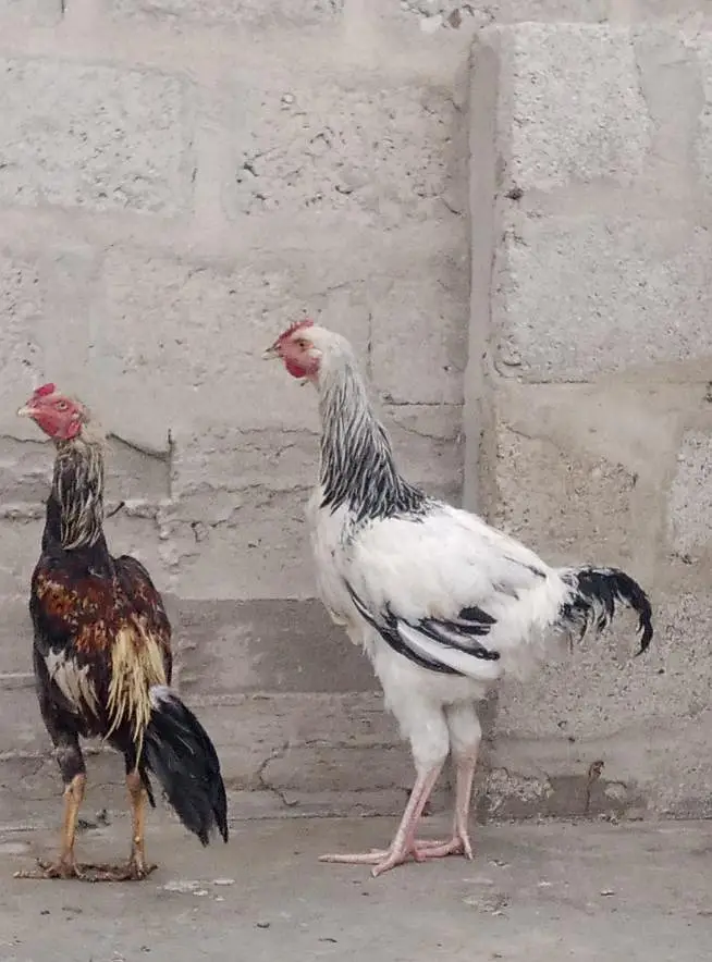 muska hen joint size — photo 3