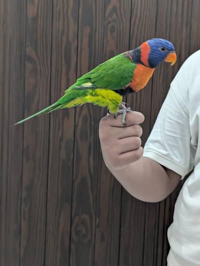 Lorrie bird for sale