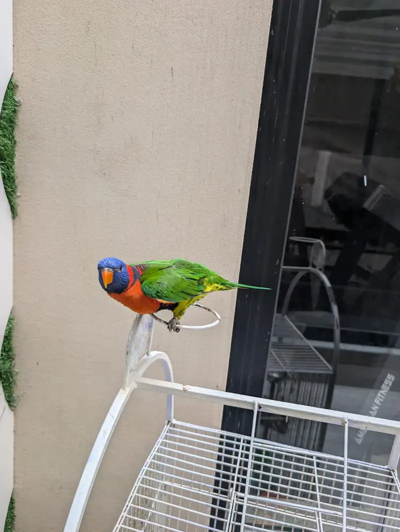 Lorrie bird for sale — photo 2