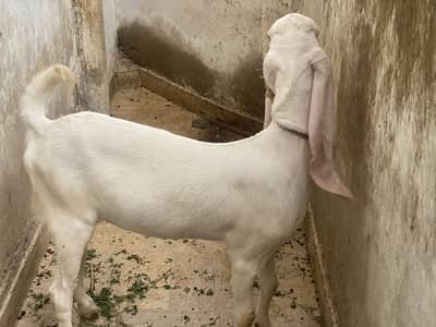 Bakri