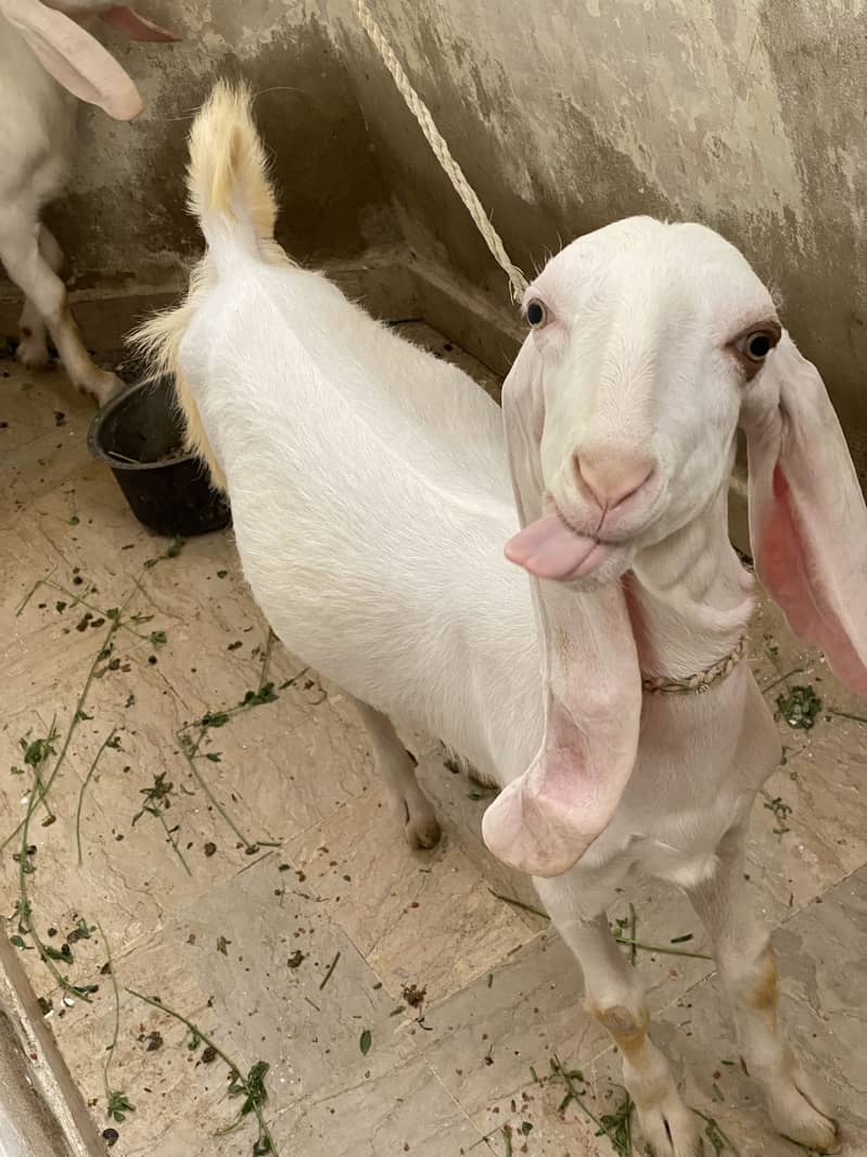 Bakri 1