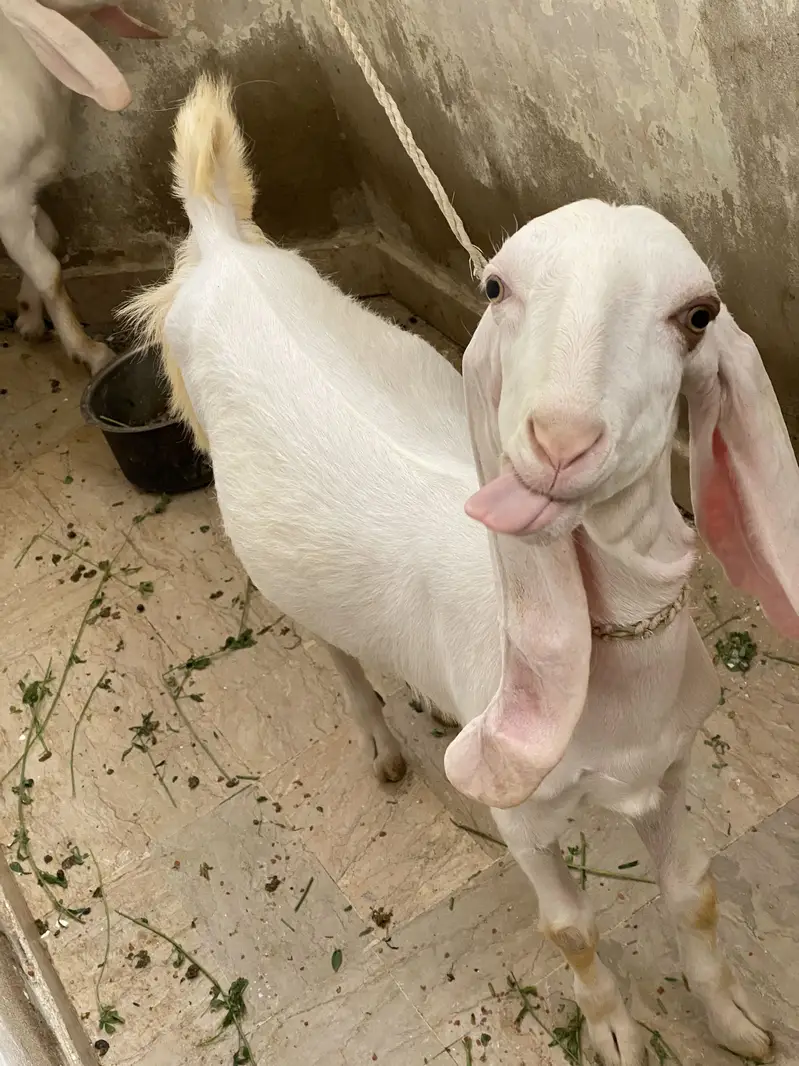 Bakri — photo 2