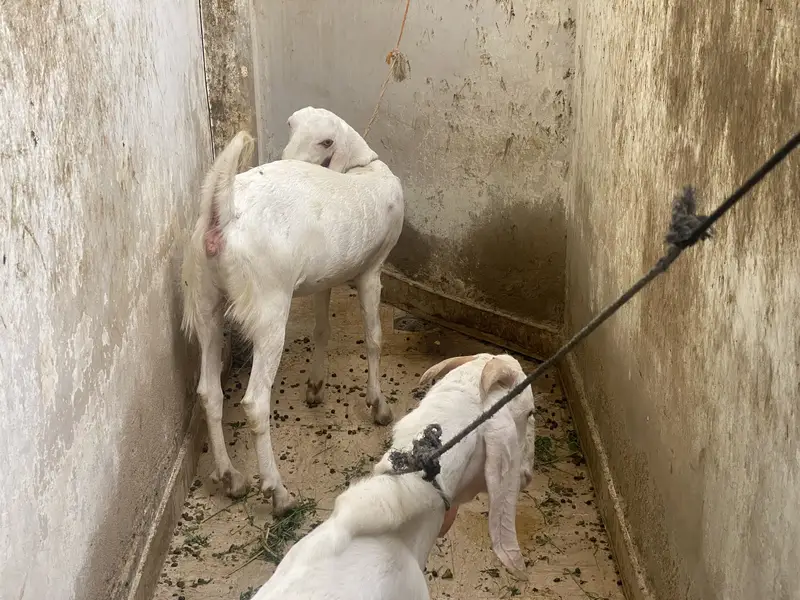 Bakri — photo 3