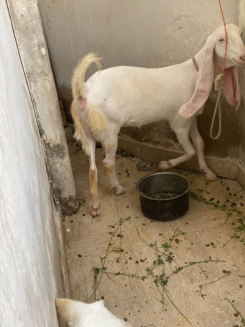 Bakri 3