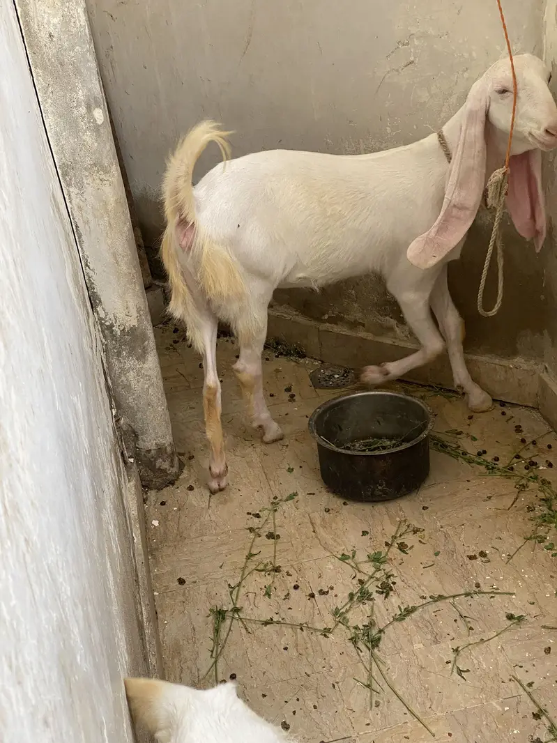 Bakri — photo 4
