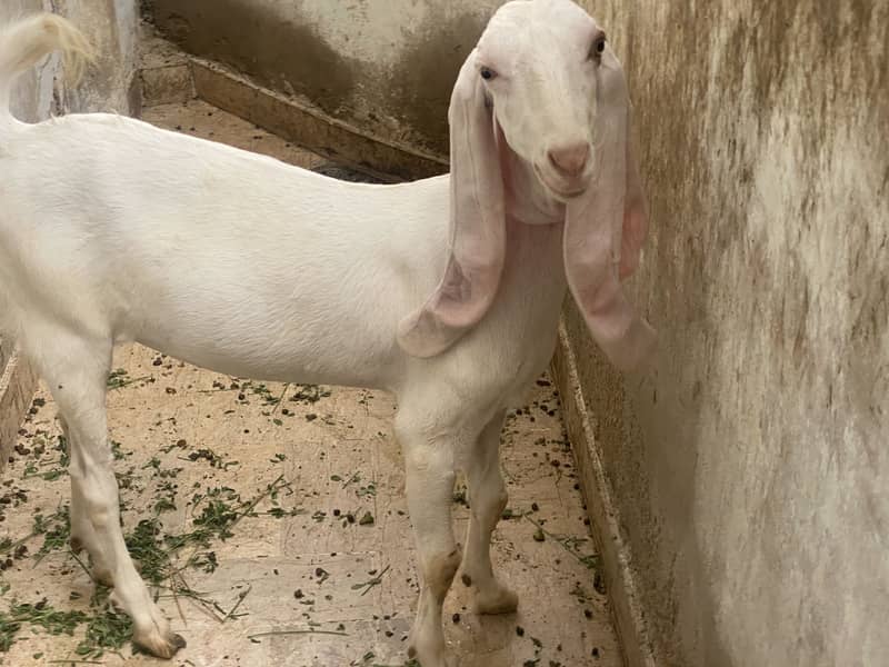 Bakri 4