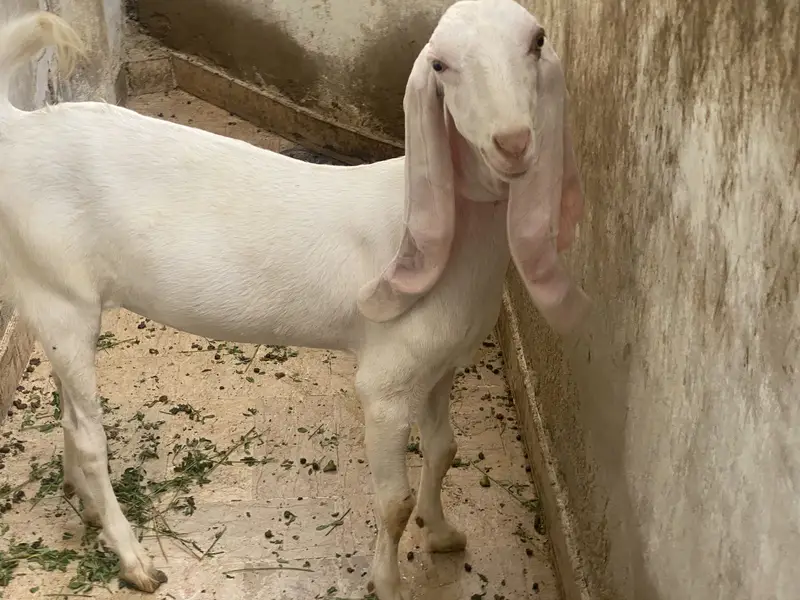 Bakri — photo 5