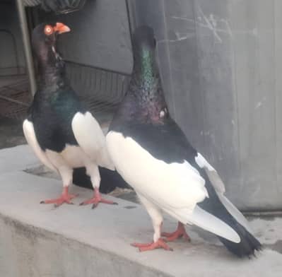 Danish Megpai Breeder pair for sale