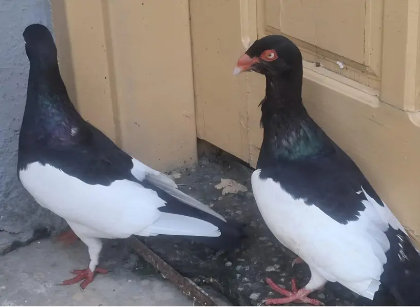 Danish Megpai Breeder pair for sale — photo 2