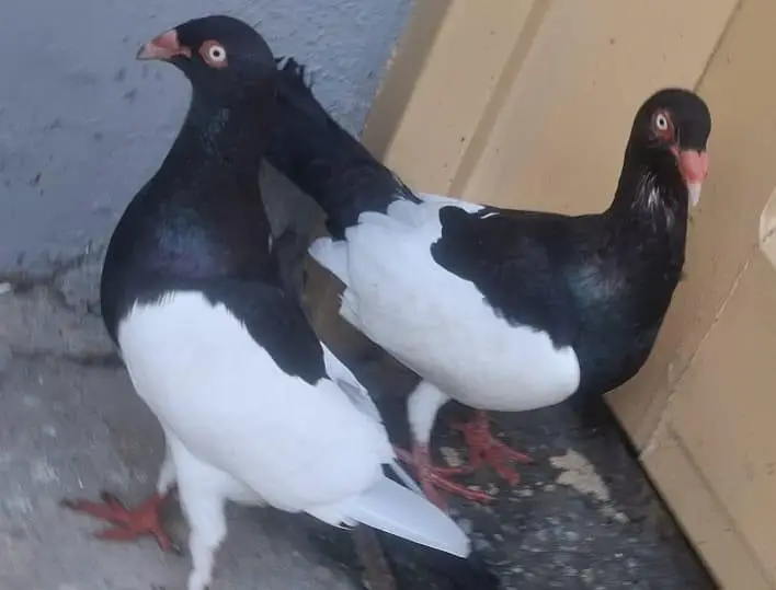 Danish Megpai Breeder pair for sale — photo 3