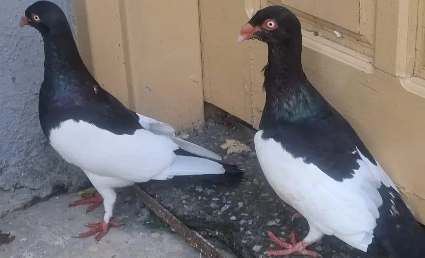 Danish Megpai Breeder pair for sale — photo 4