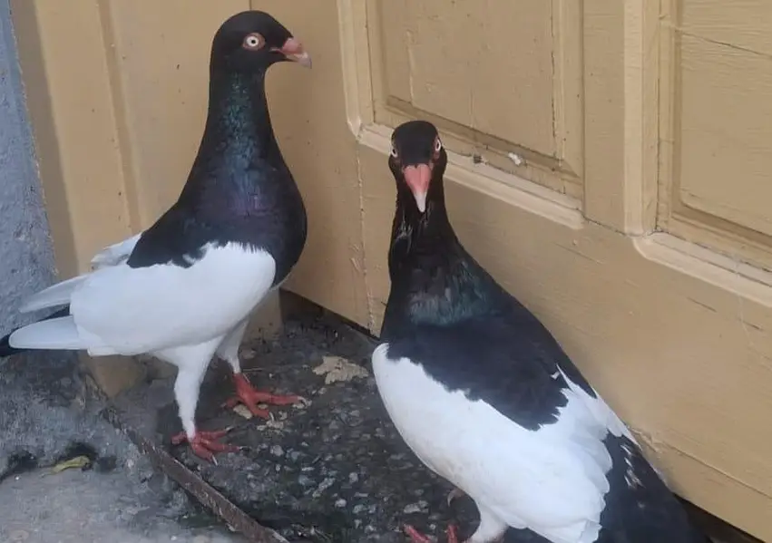 Danish Megpai Breeder pair for sale — photo 5