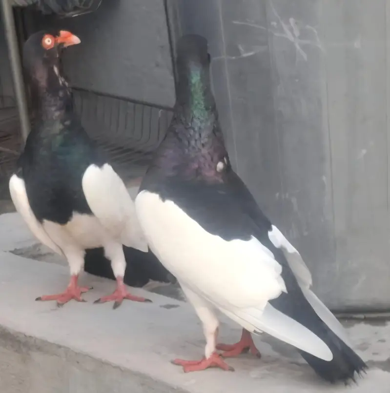Danish Megpai Breeder pair for sale — photo 6