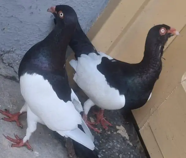 Danish Megpai Breeder pair for sale — photo 8