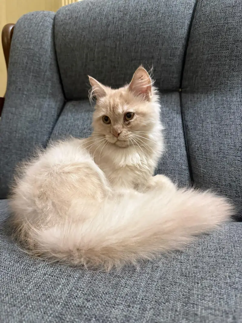 Persian Cat Home Friendly Trained Cute Female — photo 2