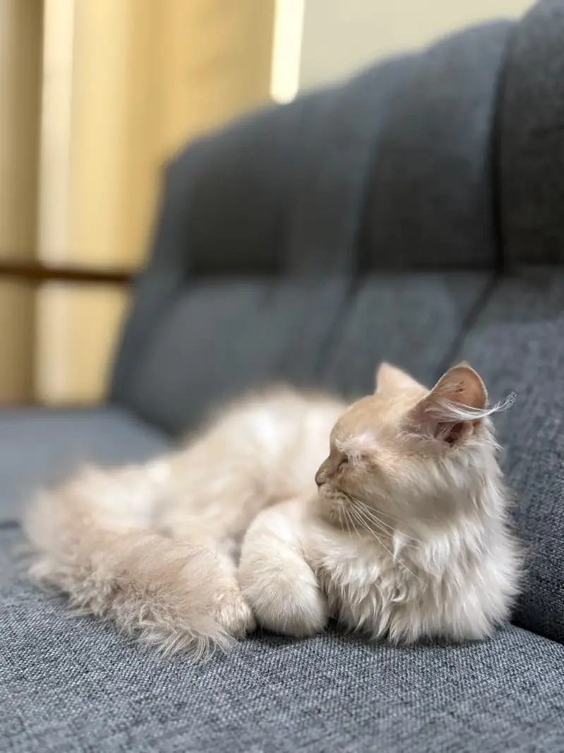 Persian Cat Home Friendly Trained Cute Female — photo 4