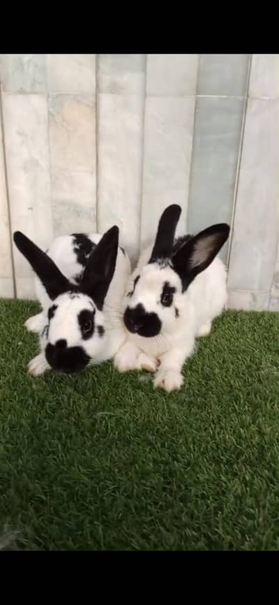 Fancy Rabbits for sale