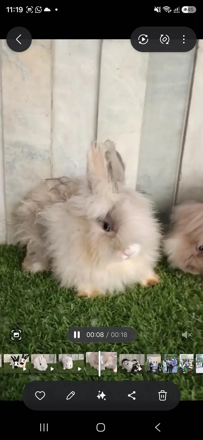 Fancy Rabbits for sale — photo 2