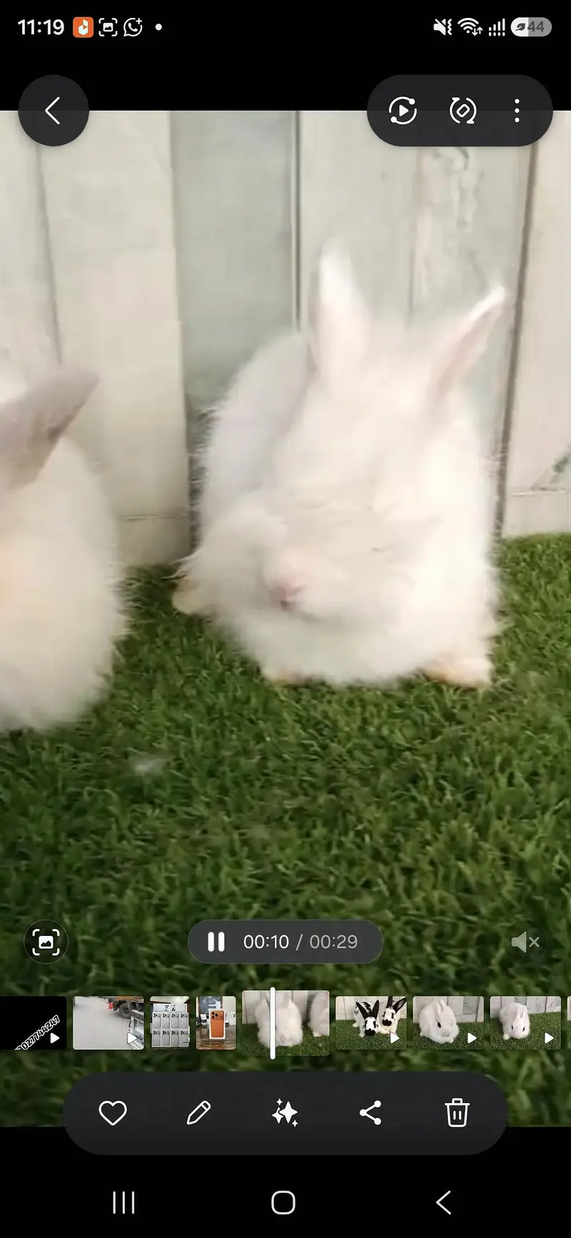 Fancy Rabbits for sale — photo 3