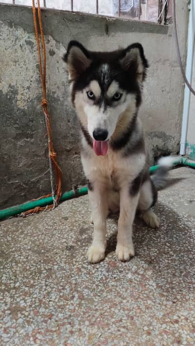 Husky female black and white