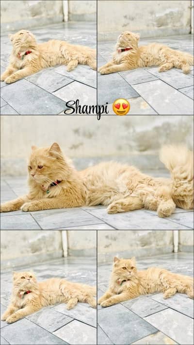Persian Cat 3 coted