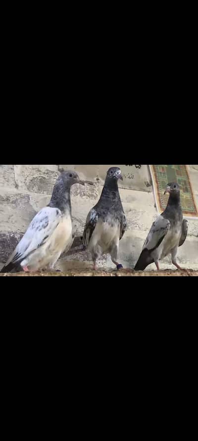 High Flyer Resulted Babies