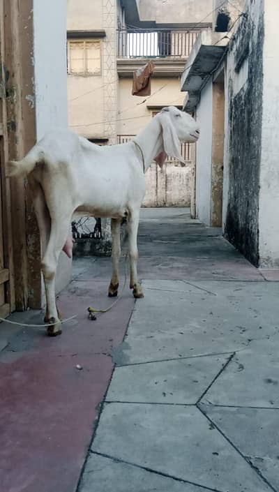 bakri for sale h