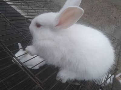 Cute 1 Month Old Rabbit Babies Pair - Rs 1500 - Karachi