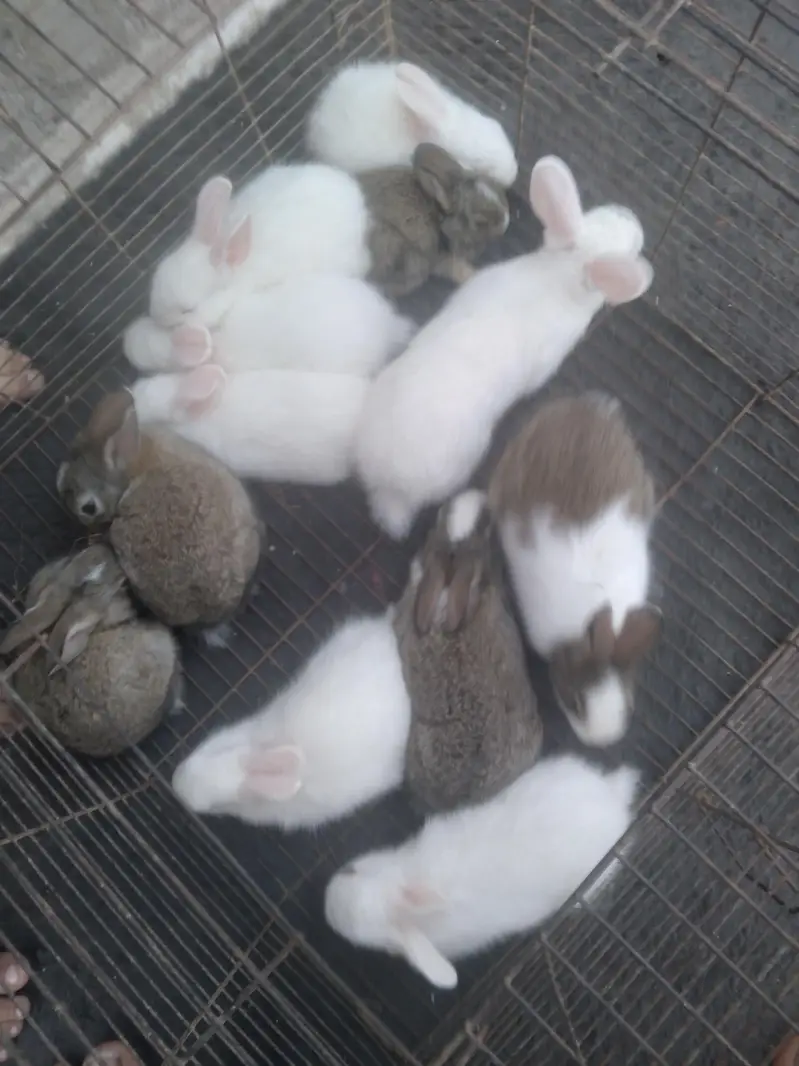 Cute 1 Month Old Rabbit Babies Pair - Rs 1500 - Karachi — photo 2