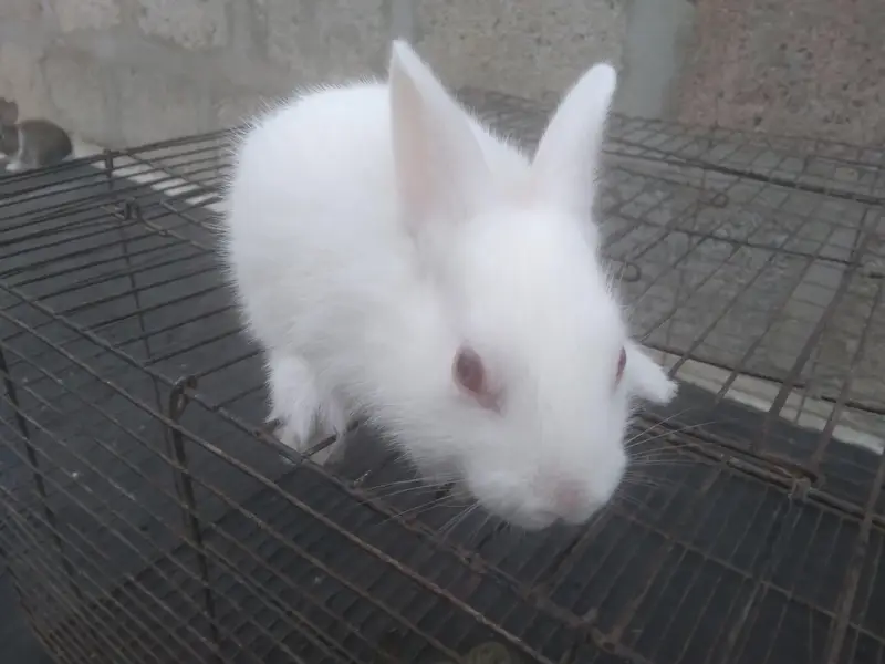 Cute 1 Month Old Rabbit Babies Pair - Rs 1500 - Karachi — photo 4