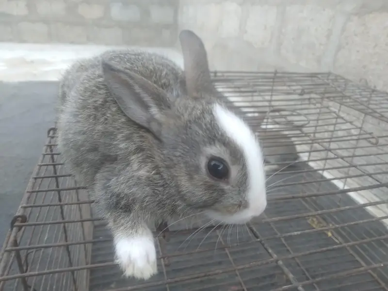 Cute 1 Month Old Rabbit Babies Pair - Rs 1500 - Karachi — photo 5