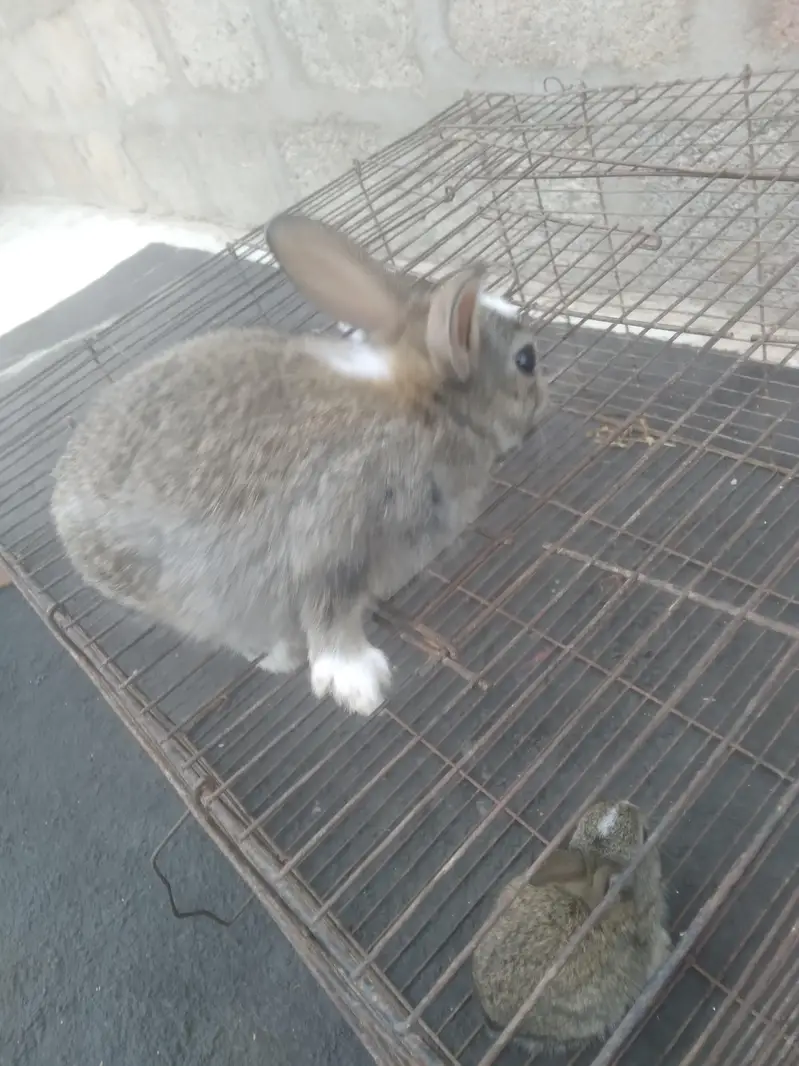 Cute 1 Month Old Rabbit Babies Pair - Rs 1500 - Karachi — photo 7