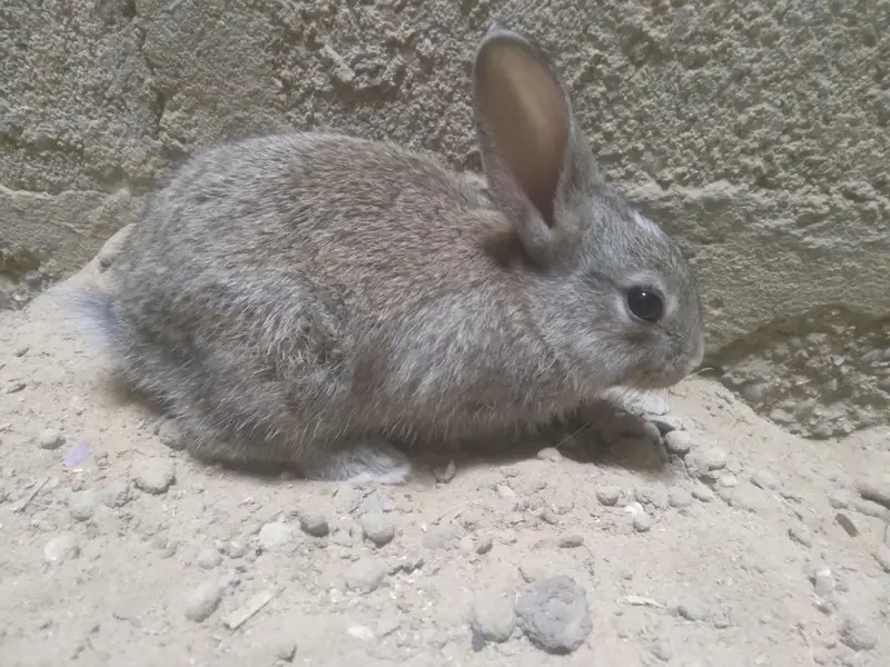Cute 1 Month Old Rabbit Babies Pair - Rs 1500 - Karachi — photo 8