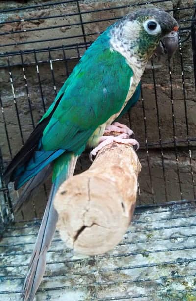 Blue Turquoise Conure Male